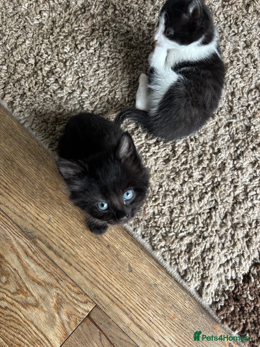 British Shorthair cats for sale: Cute kittens  - Image 5
