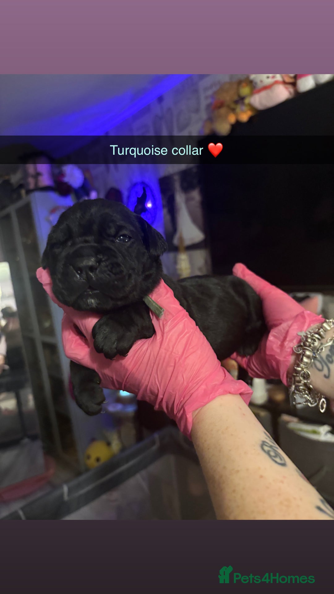 Cane Corso dogs for sale: 10 beautiful girls  - Advert 17