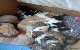 Shih Tzu dogs for sale: Stunning Shih Tzu boy - Image 25