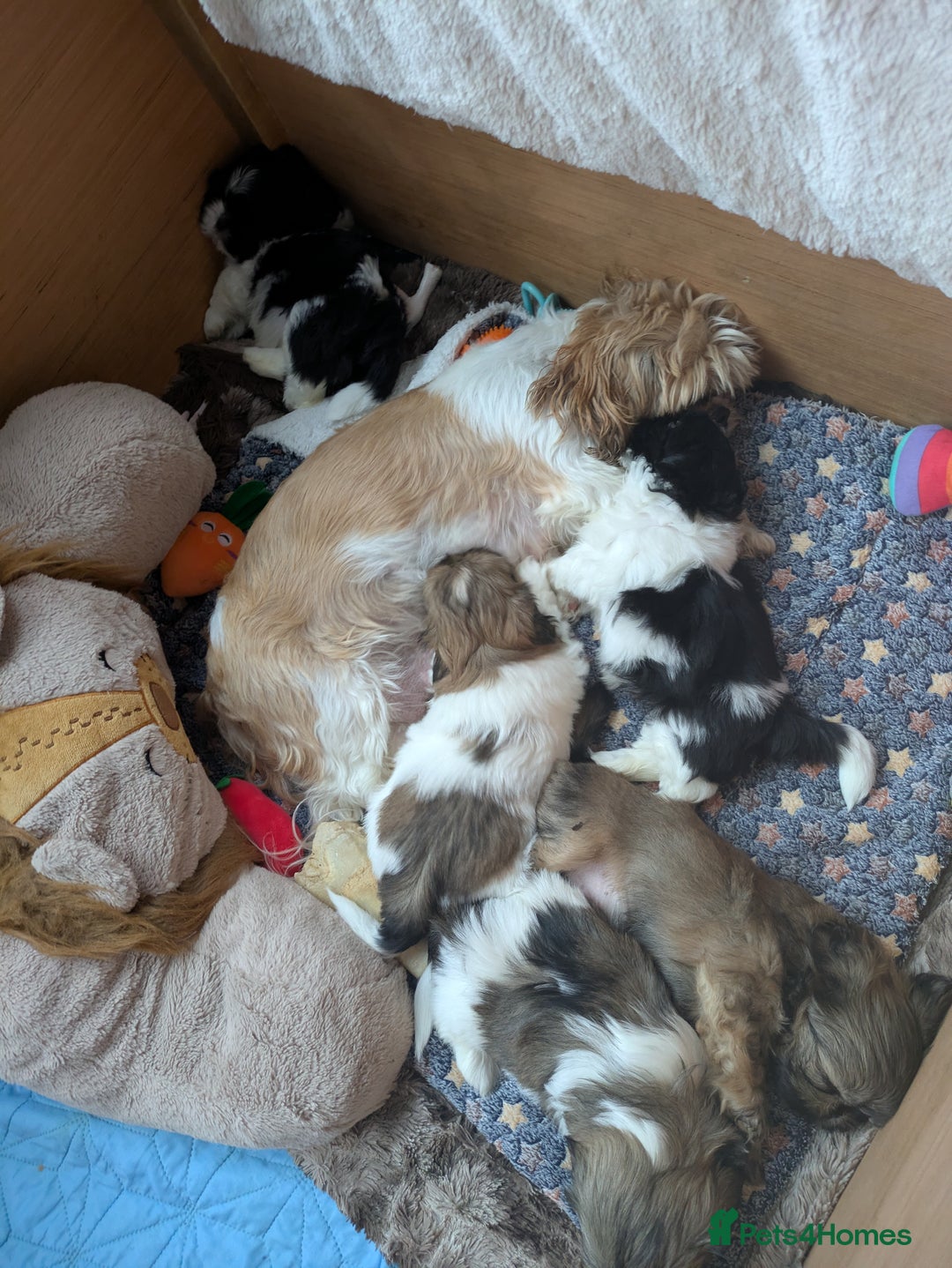 Shih Tzu dogs for sale: Stunning Shih Tzu boy - Image 25