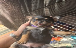 Mixed Breed dogs for sale: 6 beautiful puppies for sale, 3 female and 3 male - Image 29