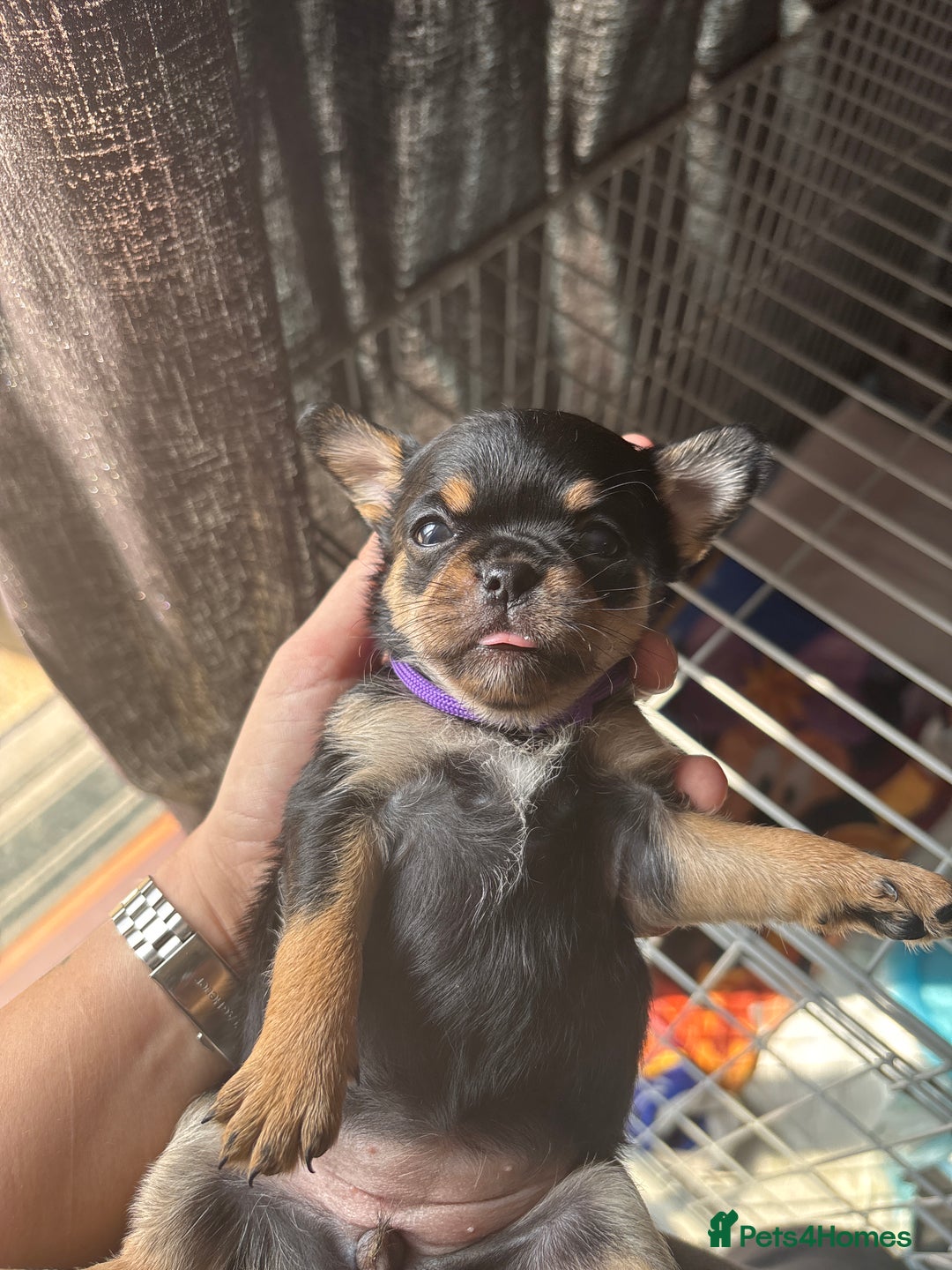 Mixed Breed dogs for sale: 6 beautiful puppies for sale, 3 female and 3 male - Image 29
