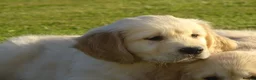 Golden Retriever dogs for sale: Golden Retriever Puppies in Armagh - Advert 5
