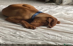 Hungarian Vizsla dogs for sale: Vizsla Male Puppy 6 Months Old - Image 2
