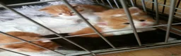 Mixed Breed cats for sale: Large Long Haired Kittens  Looking for good homes  - Advert 10