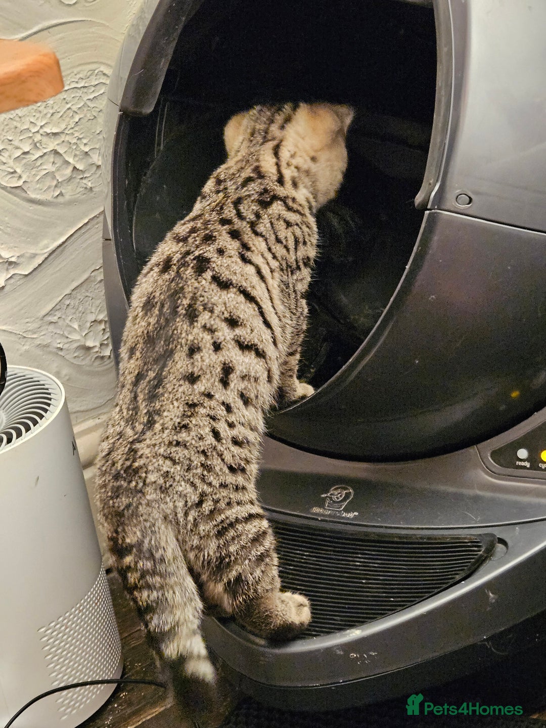 British Shorthair cats for sale: GCCF Silver Spotted Tabby British Shorthair Kitten - Advert 4