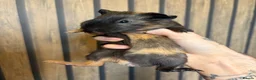 Guinea Pig rodents for sale: 6 week old brothers  - Advert 2