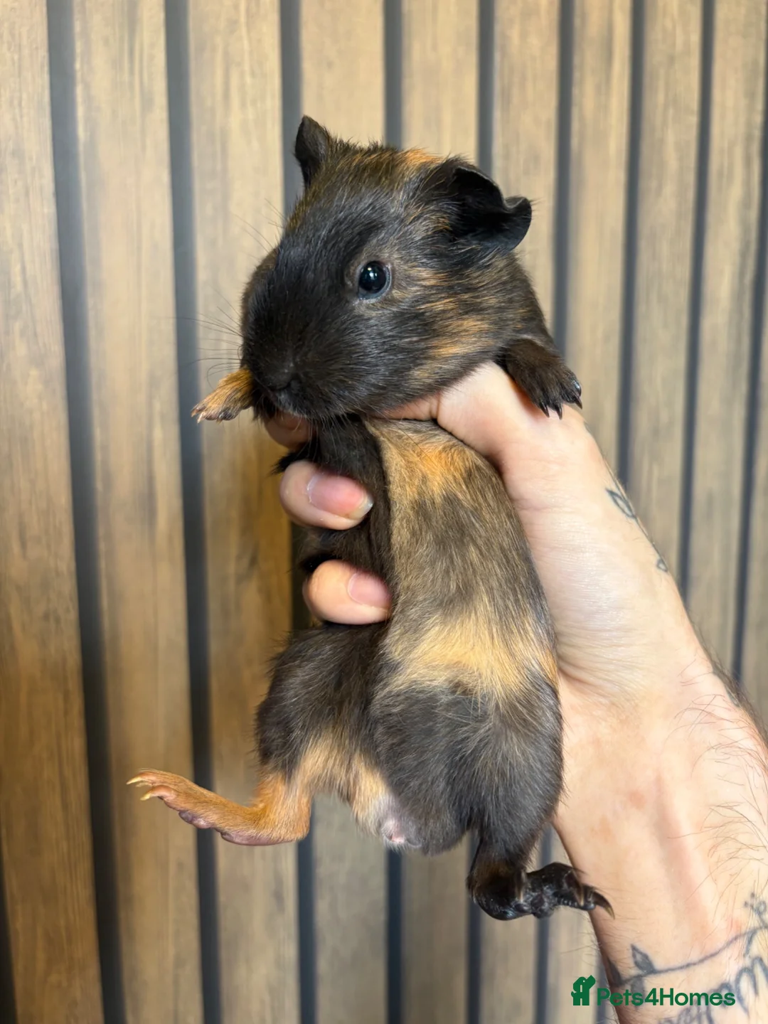 Guinea Pig rodents for sale: 6 week old brothers  - Advert 2