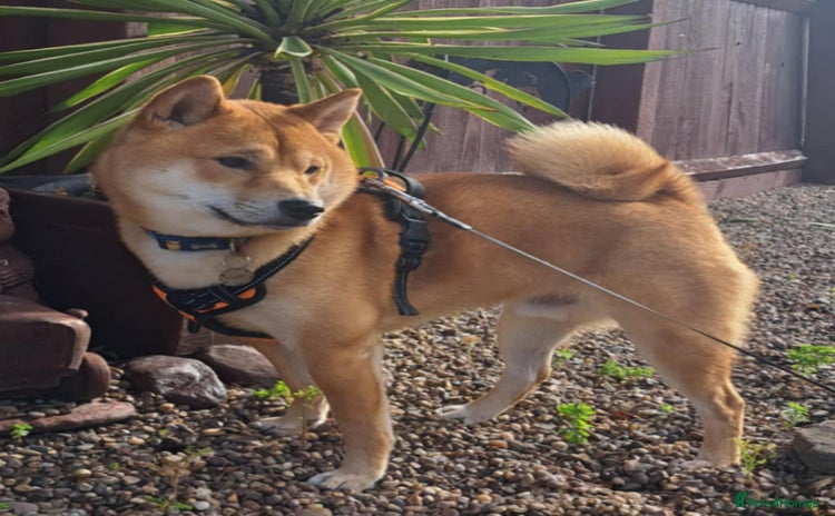 Japanese Shiba Inu dogs - Advert 1