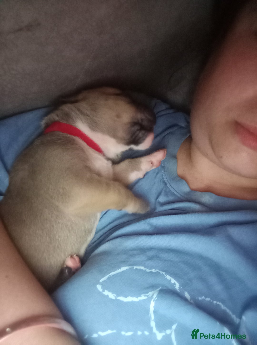 Mixed Breed dogs for sale: Canecorso mixed with American bulldog puppies - Advert 3