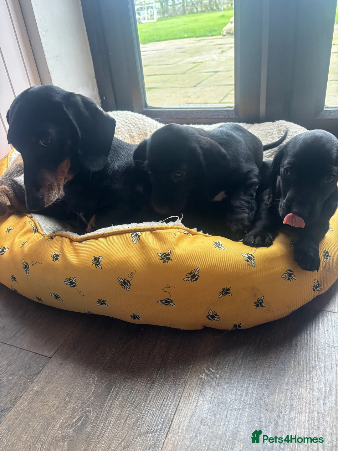 Mixed Breed dogs for sale: Family dockers Suprise litter off 2 babies  - Advert 2