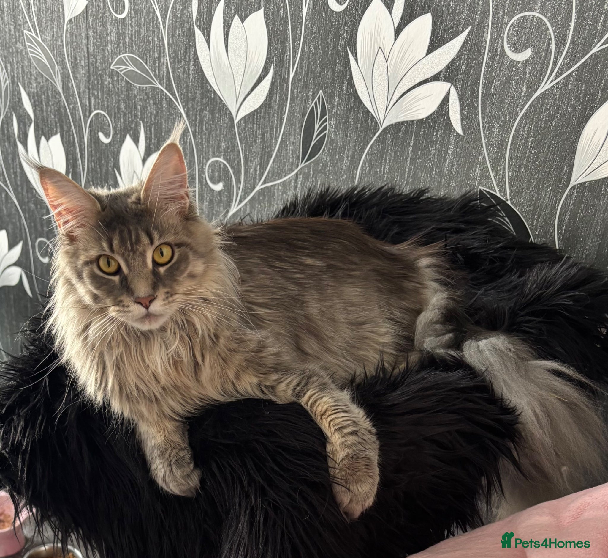Maine Coon cats for sale: Gorgeous, stunning tica registered Maine coons - Advert 1