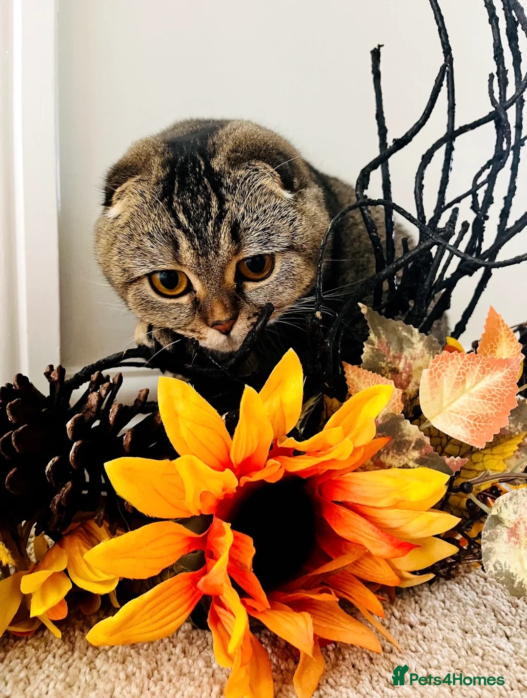 Mixed Breed cats for sale: British Shorthair & Scottish Fold mixed breed - Advert 2