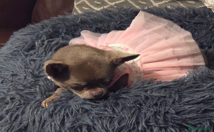 Chihuahua dogs Xx Chihuahua and pomeranian adults Xx - Advert 4