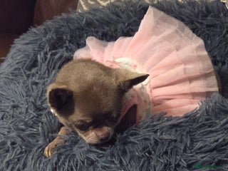 Chihuahua dogs Xx Chihuahua and pomeranian adults Xx - Advert 8