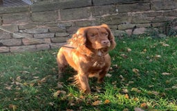 Cocker Spaniel dogs for sale: Red Cocker Spaniel Puppies Ready Now - Image 12
