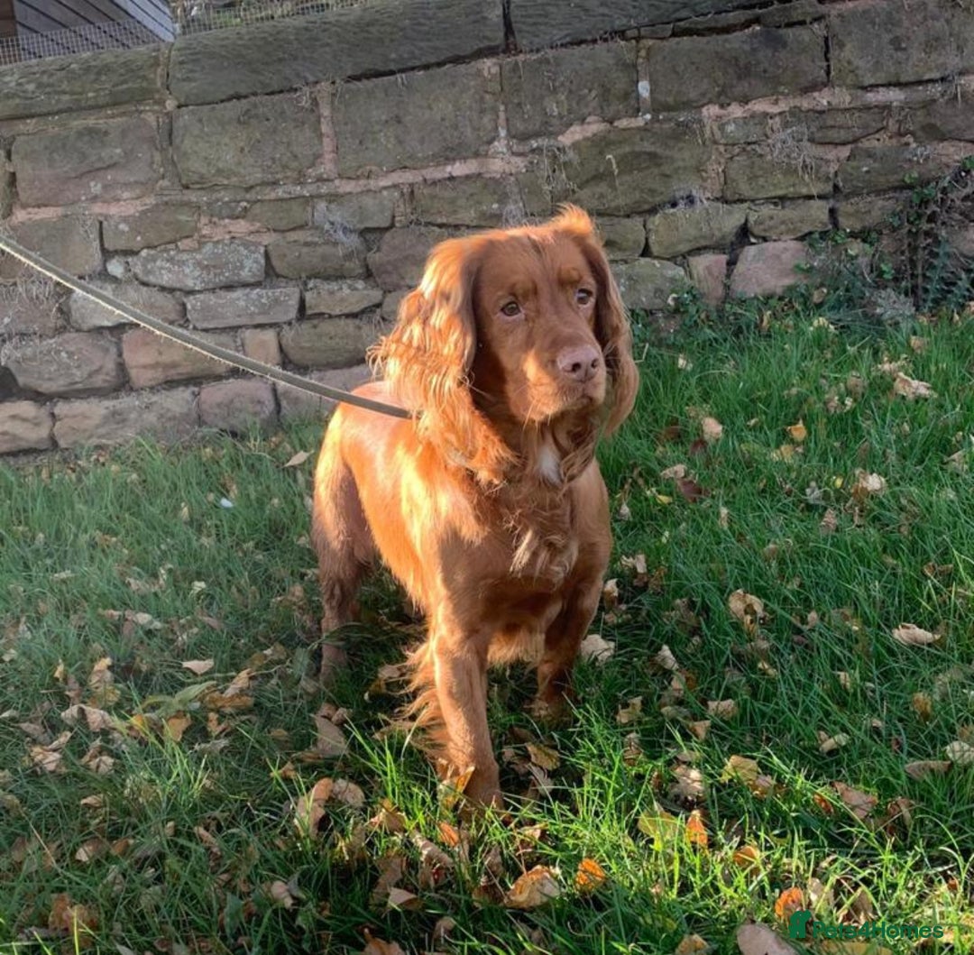 Cocker Spaniel dogs for sale: Red Cocker Spaniel Puppies Ready Now - Image 12