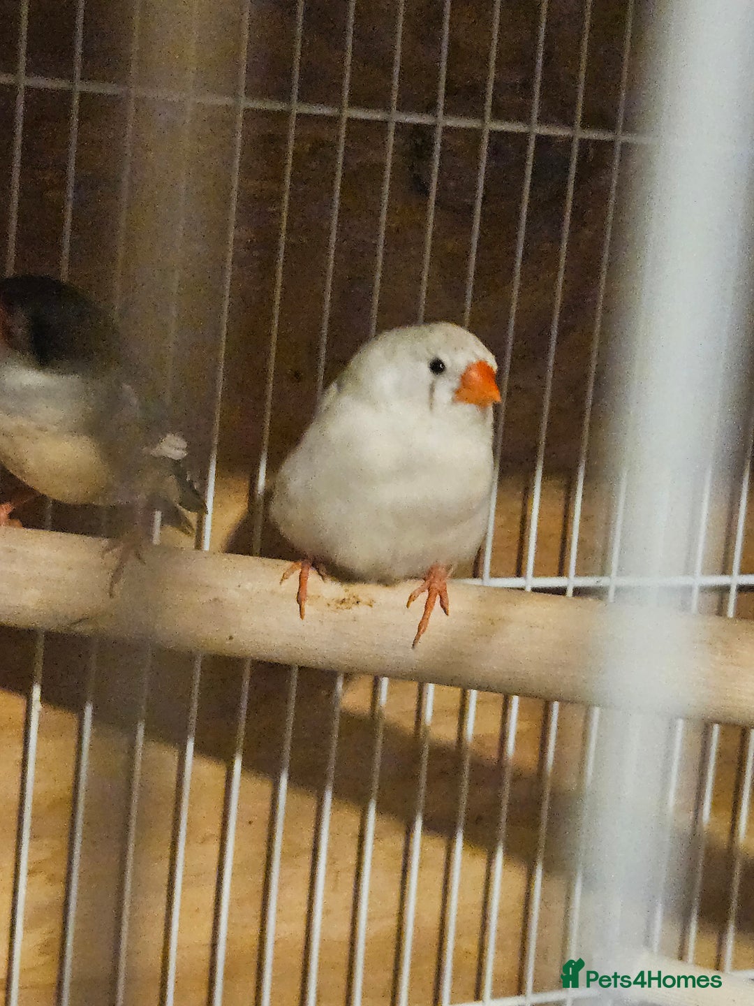 Finches birds for sale: Goldfinches, Bengalese finches & Zebra Finches - Advert 27