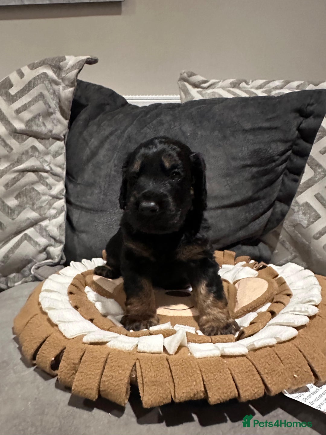 Cocker Spaniel dogs for sale: 2 gorgeous cocker spaniel puppies ready 14/9/25 - Image 4