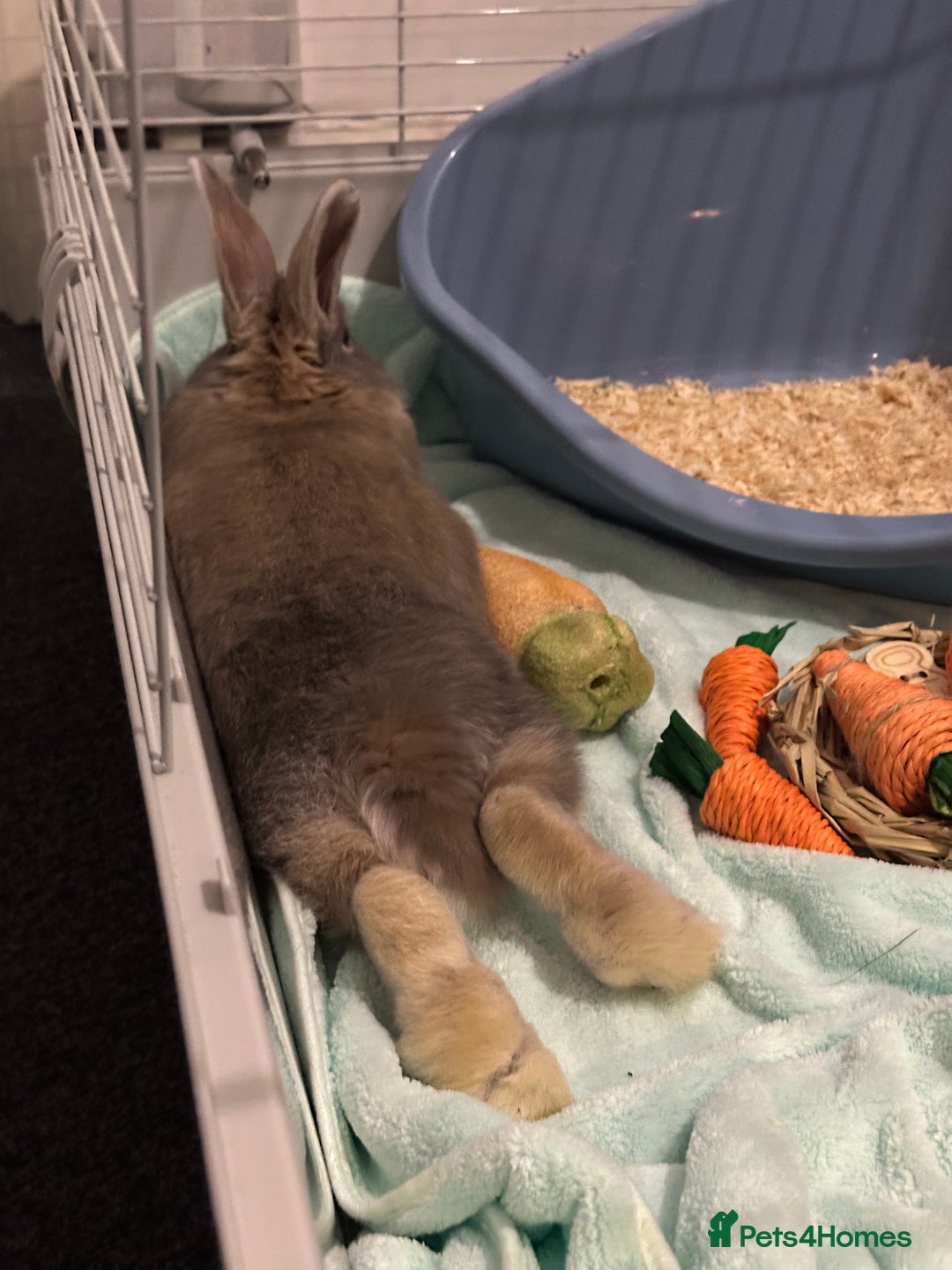 Mixed Breed rabbits for sale: Loafy For Sale! Mixed Between Rex + Dwarf - Advert 3