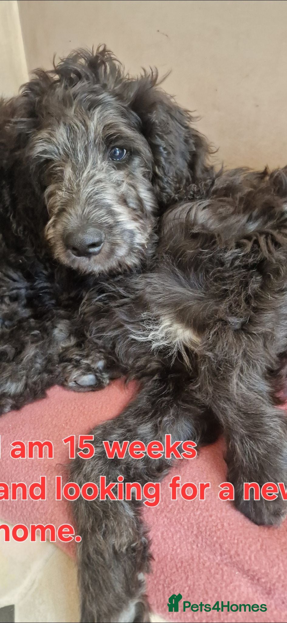 Goldendoodle dogs F1B Rare black standard Goldendoodle North Wales  - Advert 1