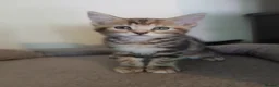 Mixed Breed cats for sale: Beautiful kittens ready to leave now - Advert 4