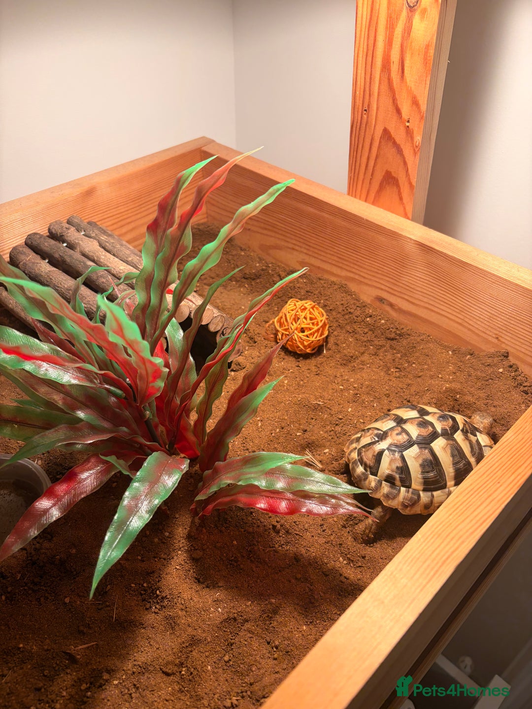 Hermann Tortoise reptiles for sale: Herman tortoise - Advert 3