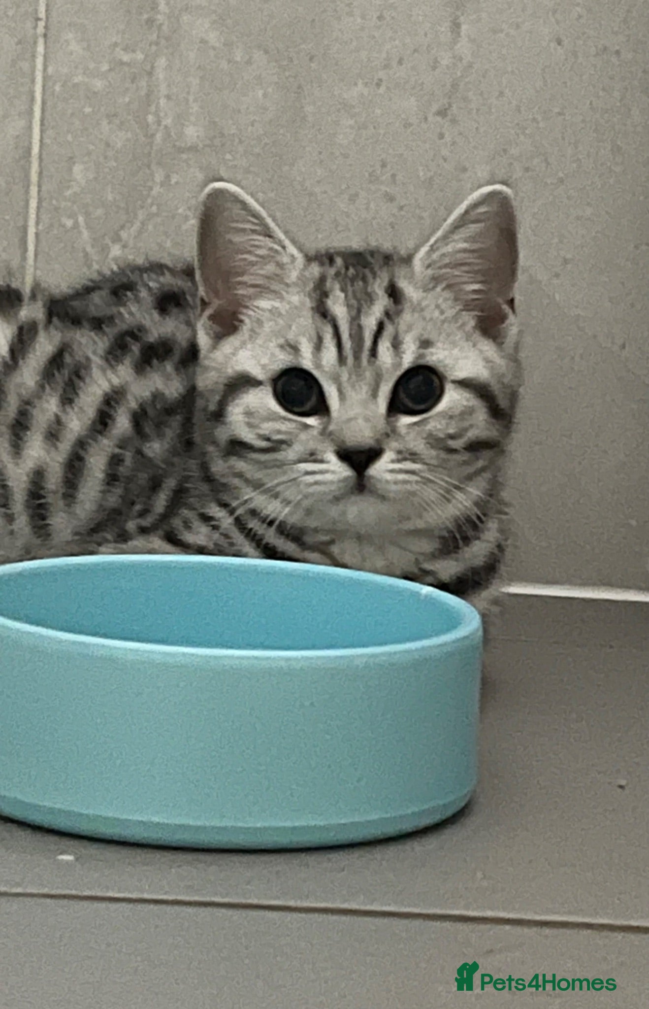 British Shorthair cats Stunning black silver spotted British Shorthair  - Advert 1