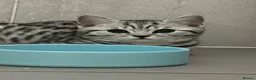 British Shorthair cats for sale: Stunning black silver spotted British Shorthair  - Advert 1