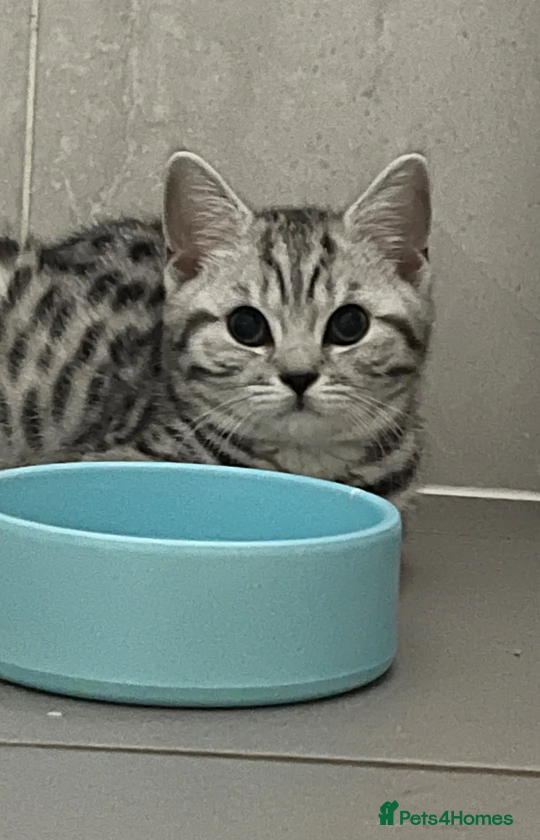 British Shorthair cats for sale: Stunning black silver spotted British Shorthair  - Advert 1