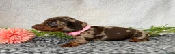 Miniature Dachshund dogs for sale: KC pedigree Mini Dachshund puppies - Advert 12