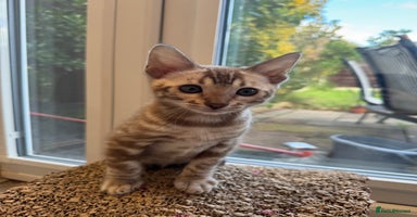 Bengal cats - Advert 14