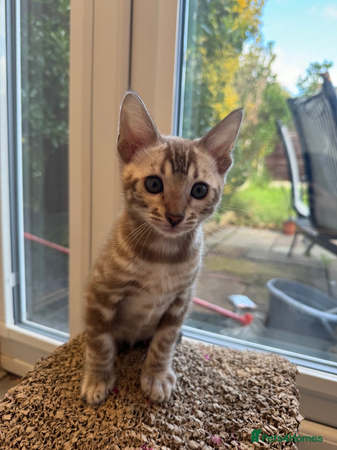 Bengal cats for sale: Beautiful Bengal Kittens Tica Registered 🌈🐾 - Image 2