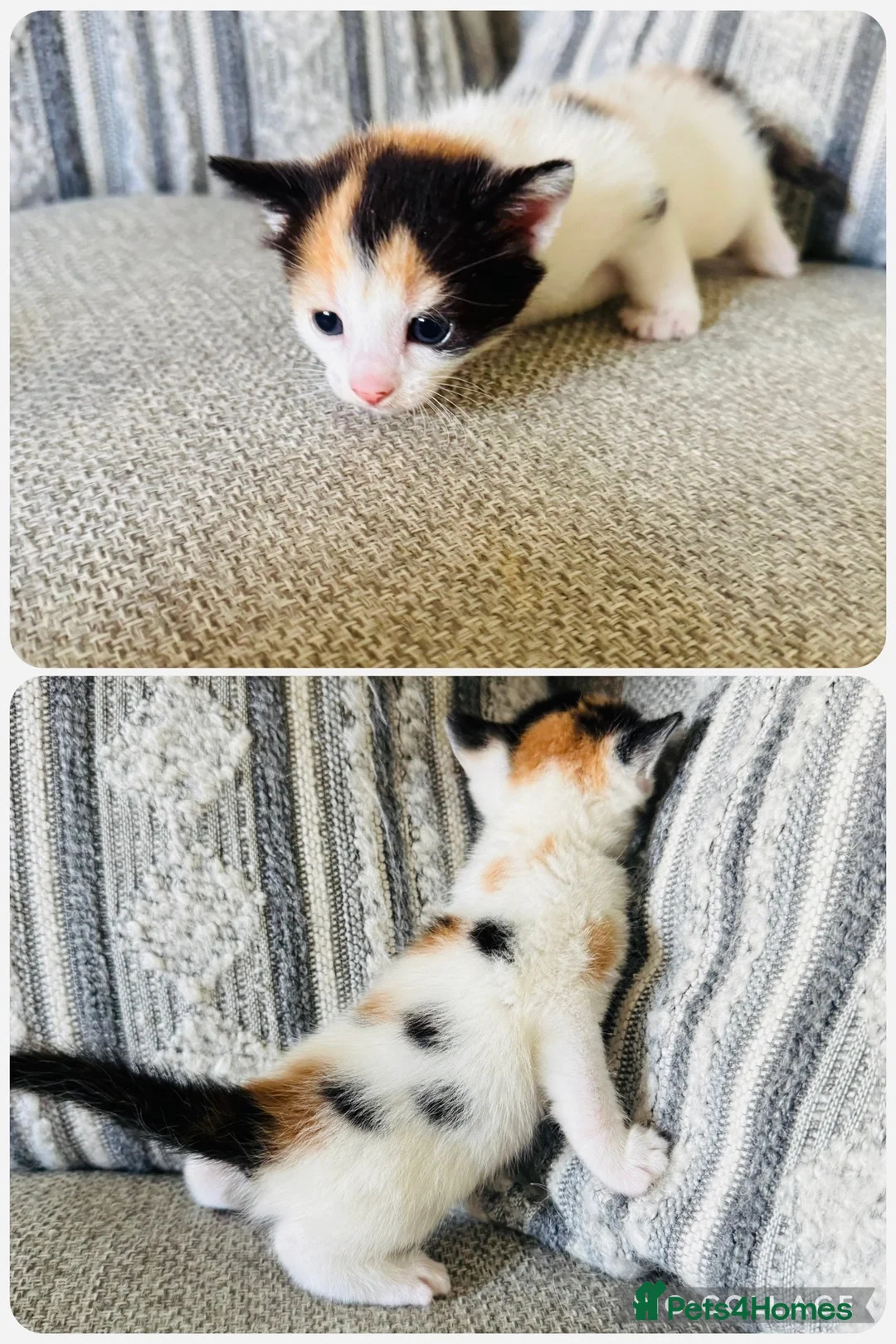 European cats for sale: 🐱🧡 Beautiful Ginger Kittens for Sale 🧡🐱 - Advert 7