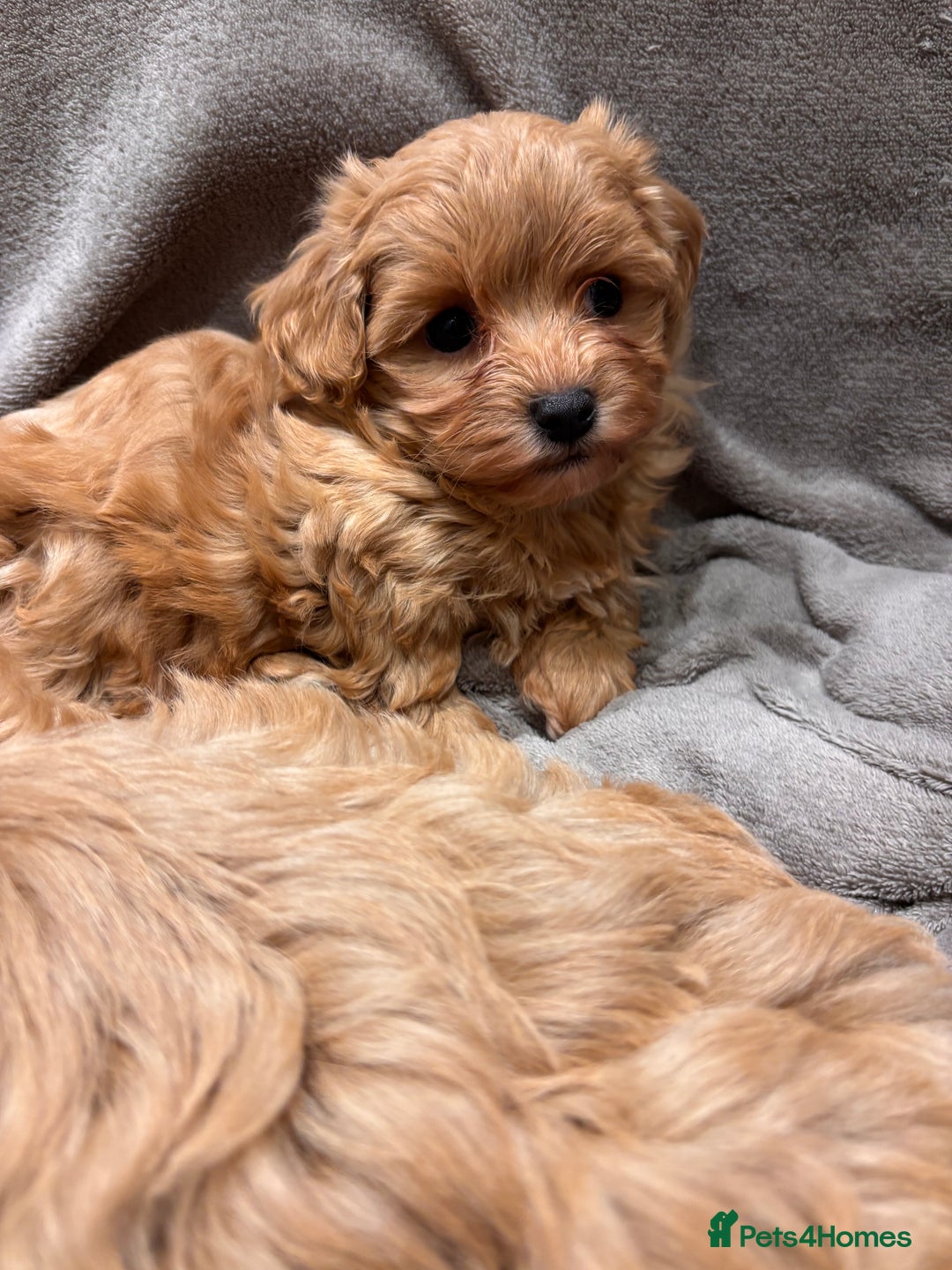 Maltipoo dogs for sale: TINY F1 Fully health tested Girls - Advert 2