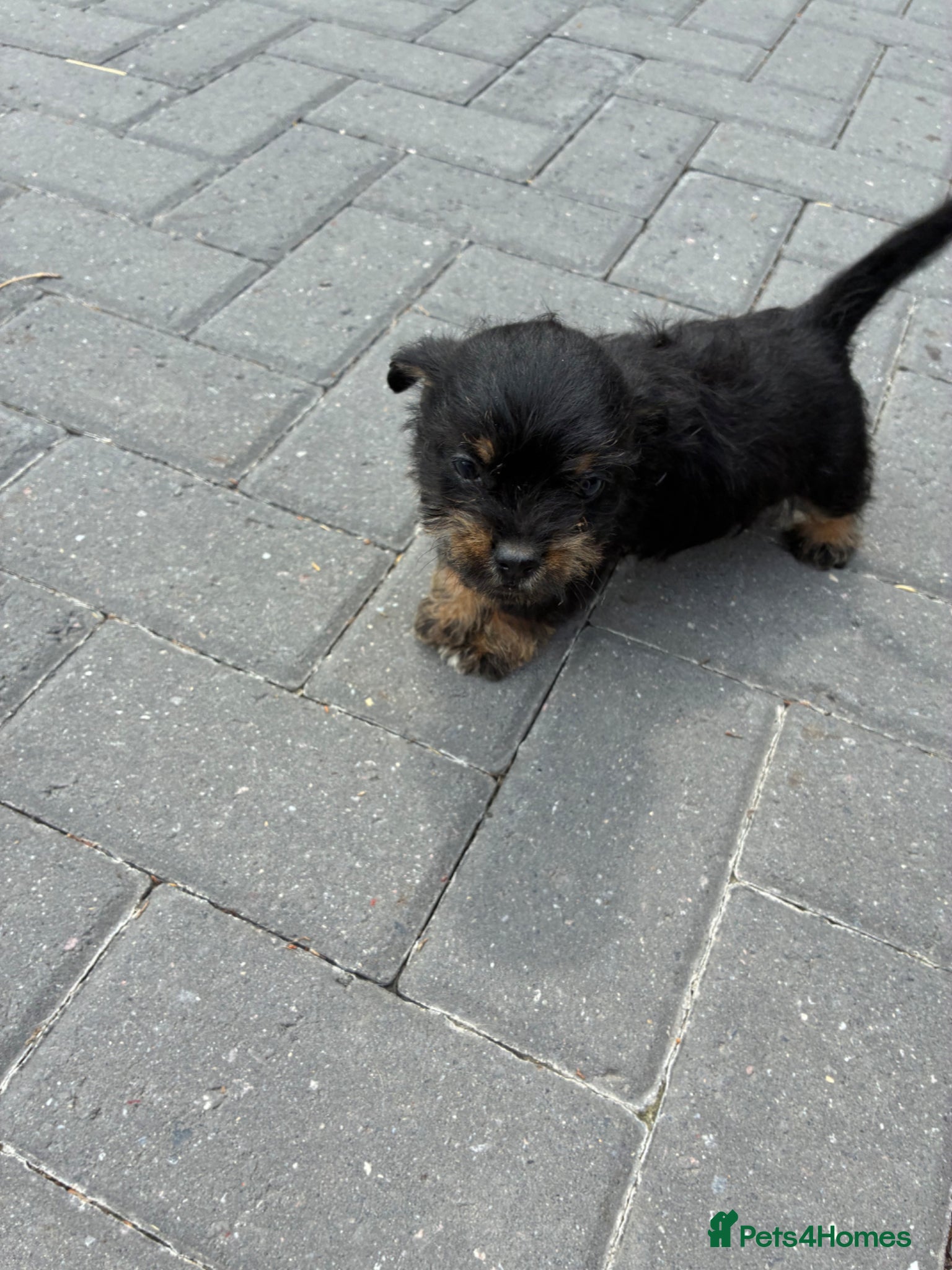 Mixed Breed dogs for sale: Jack Russell x Yorkshire Terrier  - Advert 8
