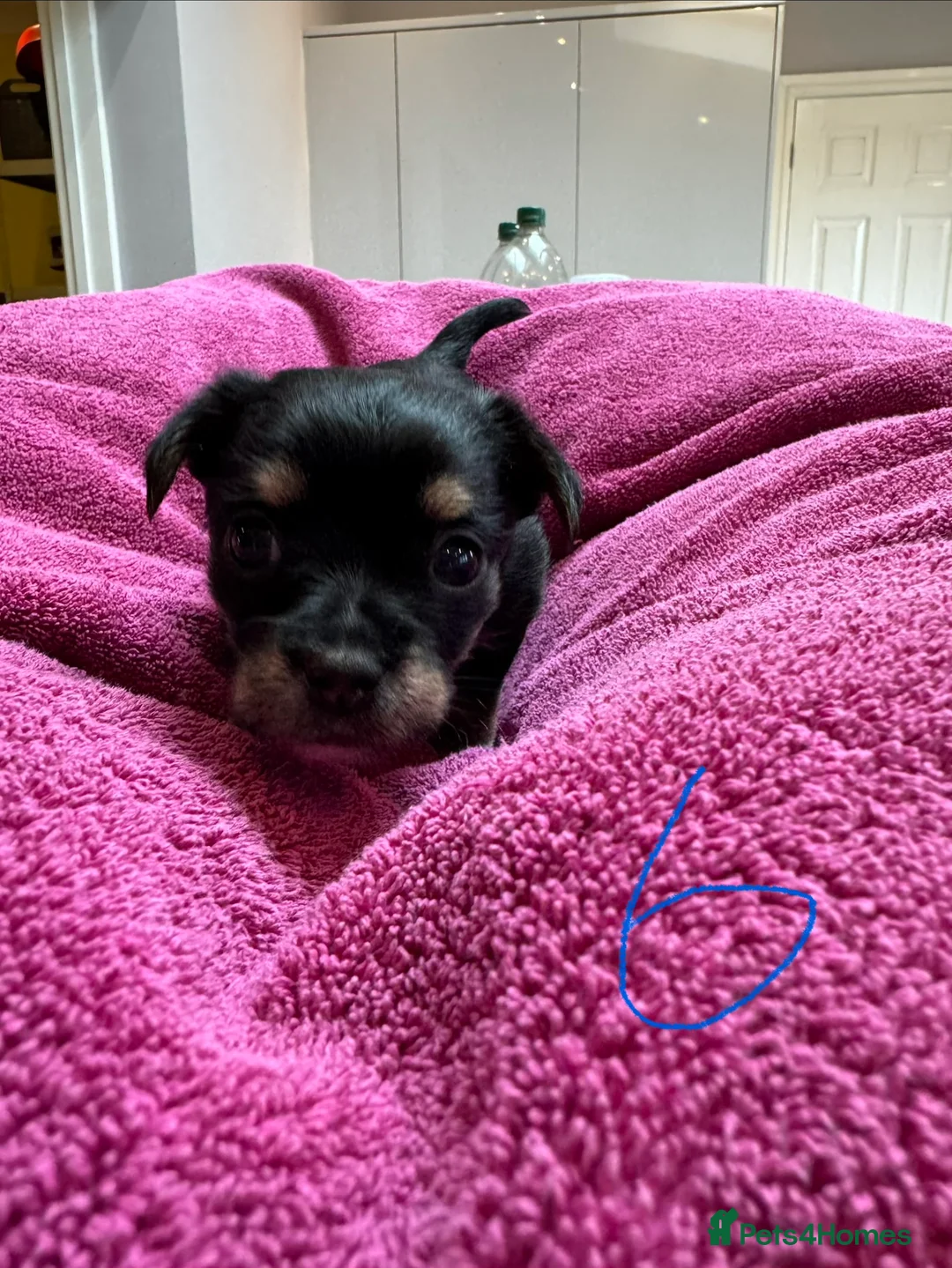 Chorkie dogs for sale: Chorkie Merle puppies ready from 5th March  - Advert 14