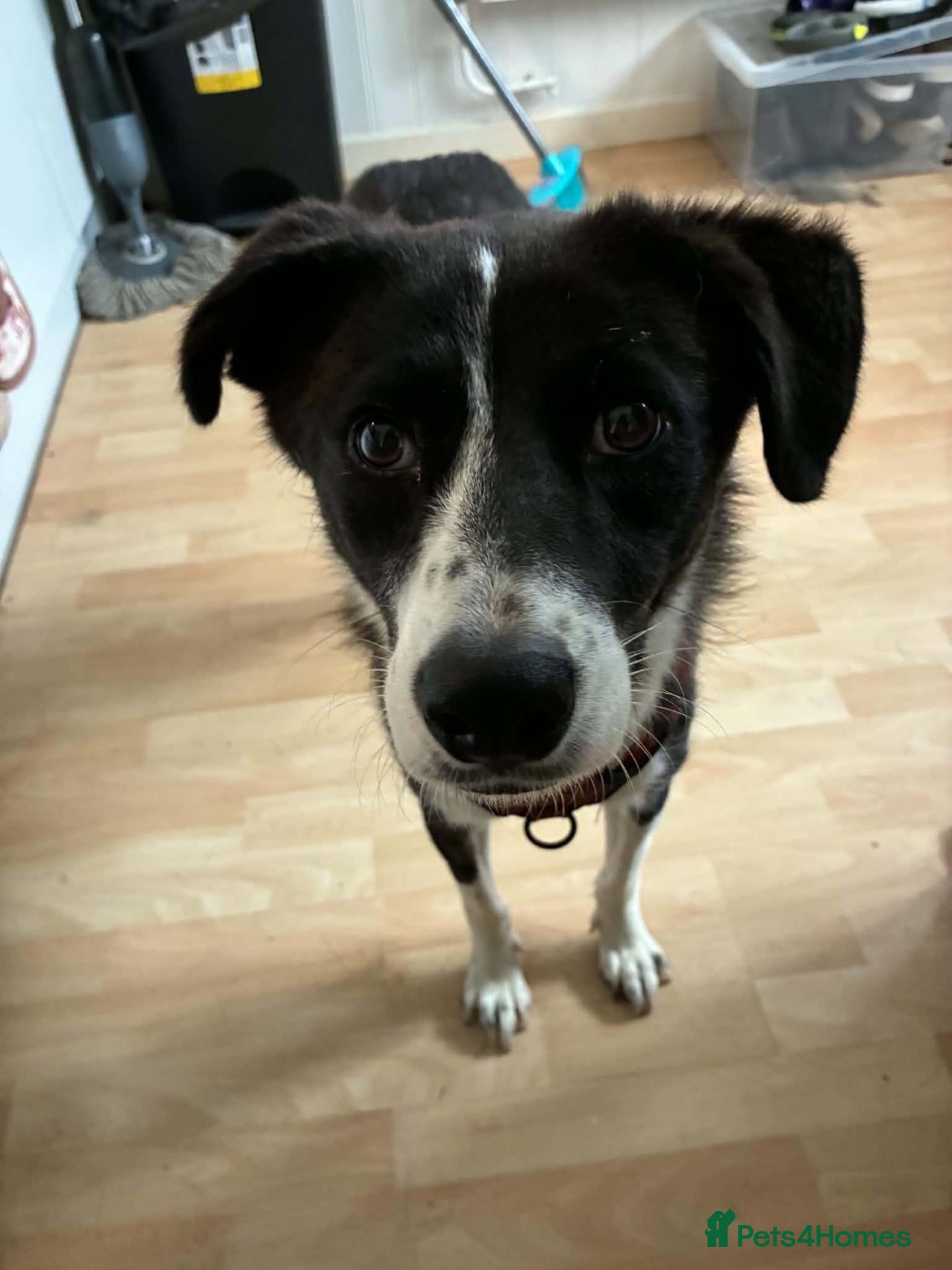 Mixed Breed dogs Jazz for adoption - Advert 1