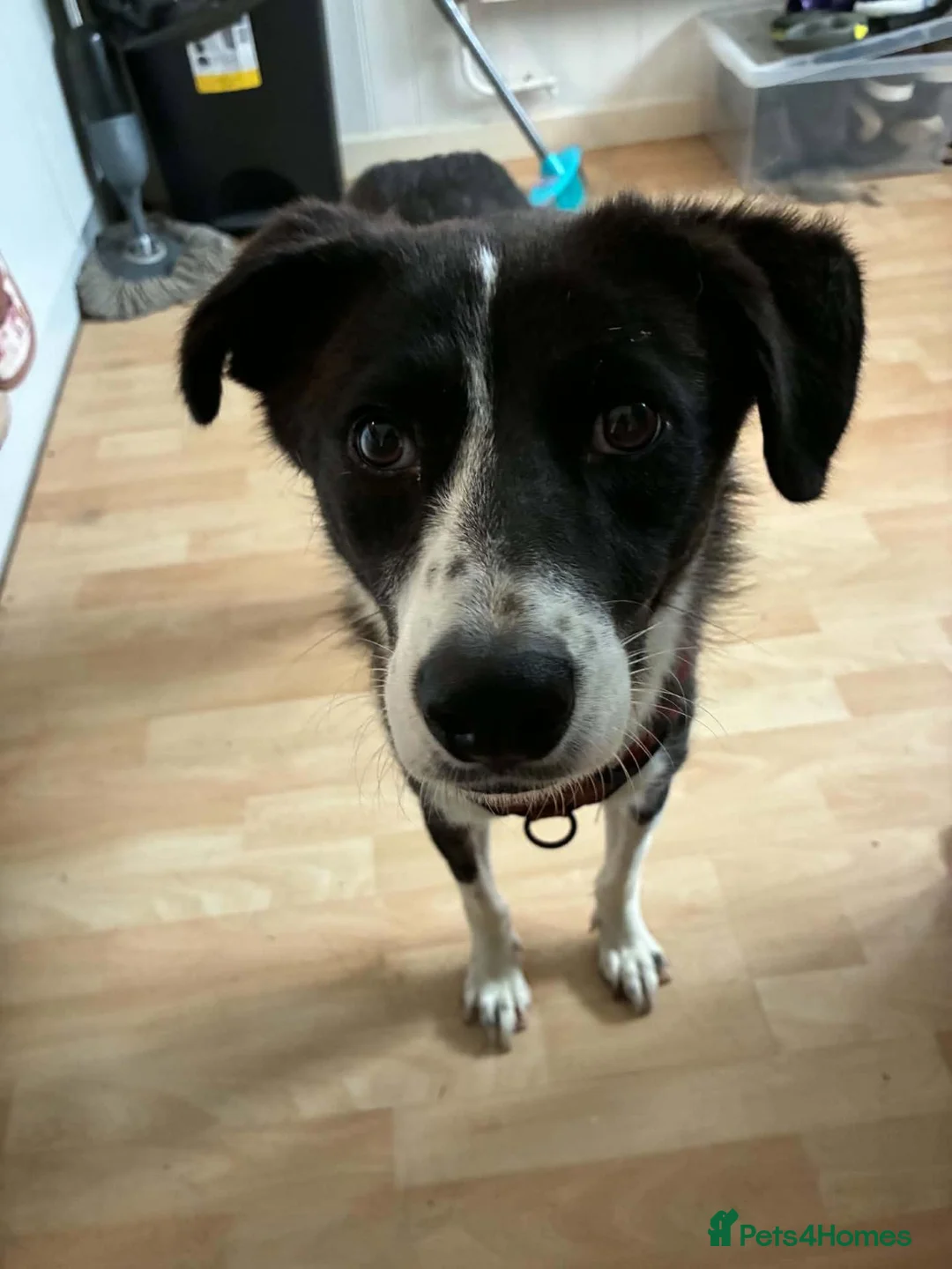 Mixed Breed dogs for adoption: Jazz for adoption in Leigh-on-Sea - Advert 1