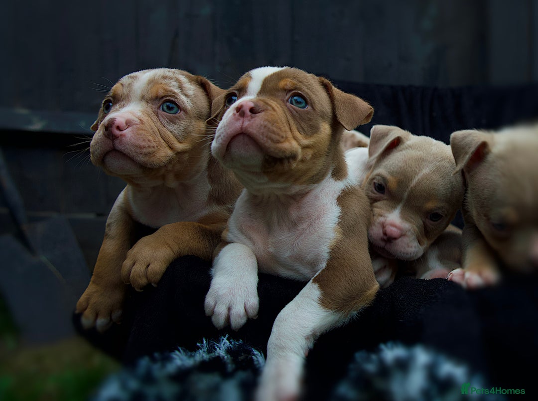 American Bully dogs for sale: Last boy left 🔥🔥🔥 - Image 11