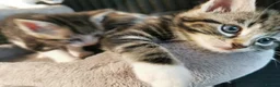 Mixed Breed cats for sale: Extra-cuddly, hand-reared, vet checked kittens  - Advert 4
