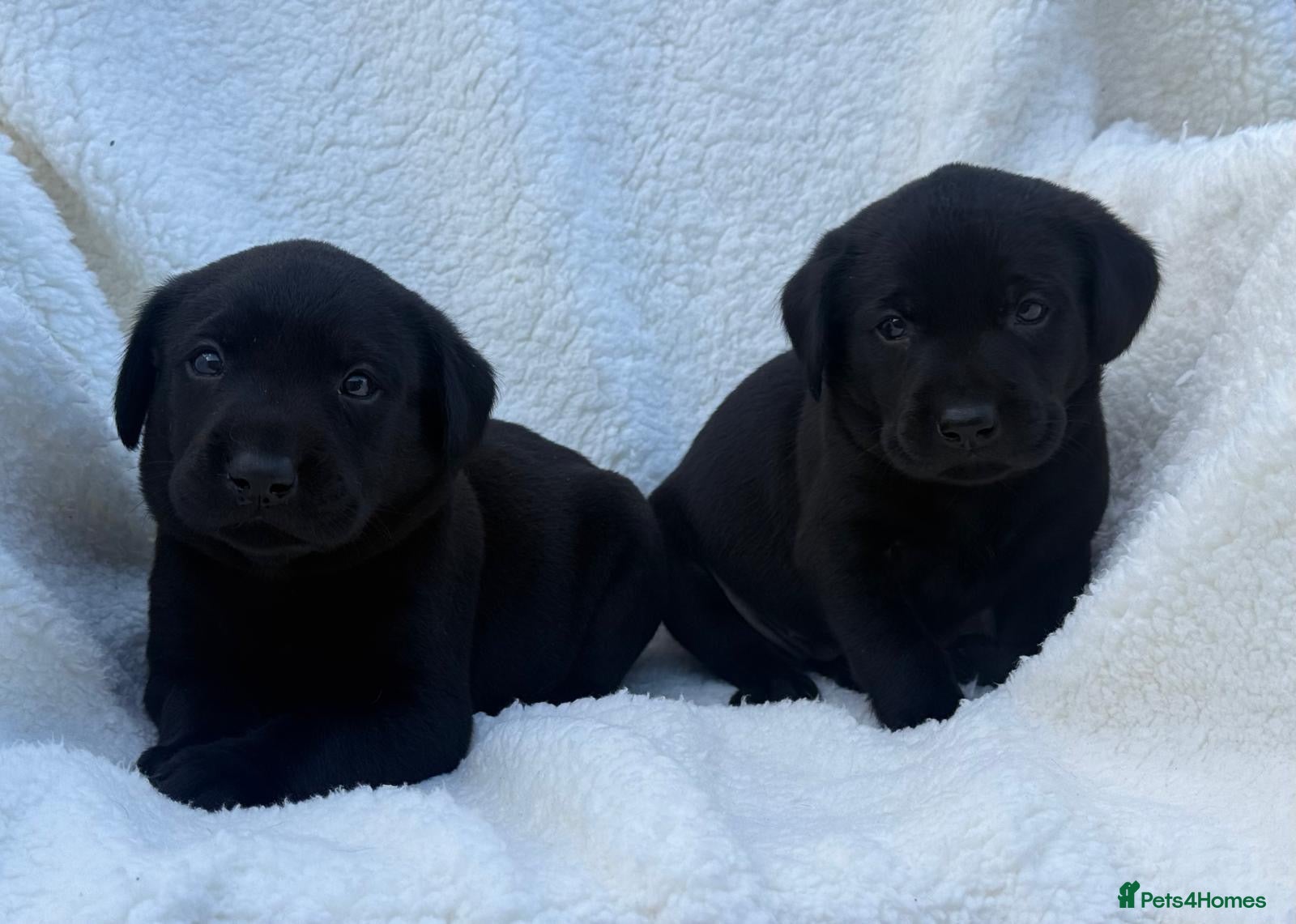 Labrador Retriever dogs Labrador retriever - Advert 1