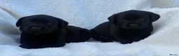 Labrador Retriever dogs for sale: Labrador retriever - Advert 1