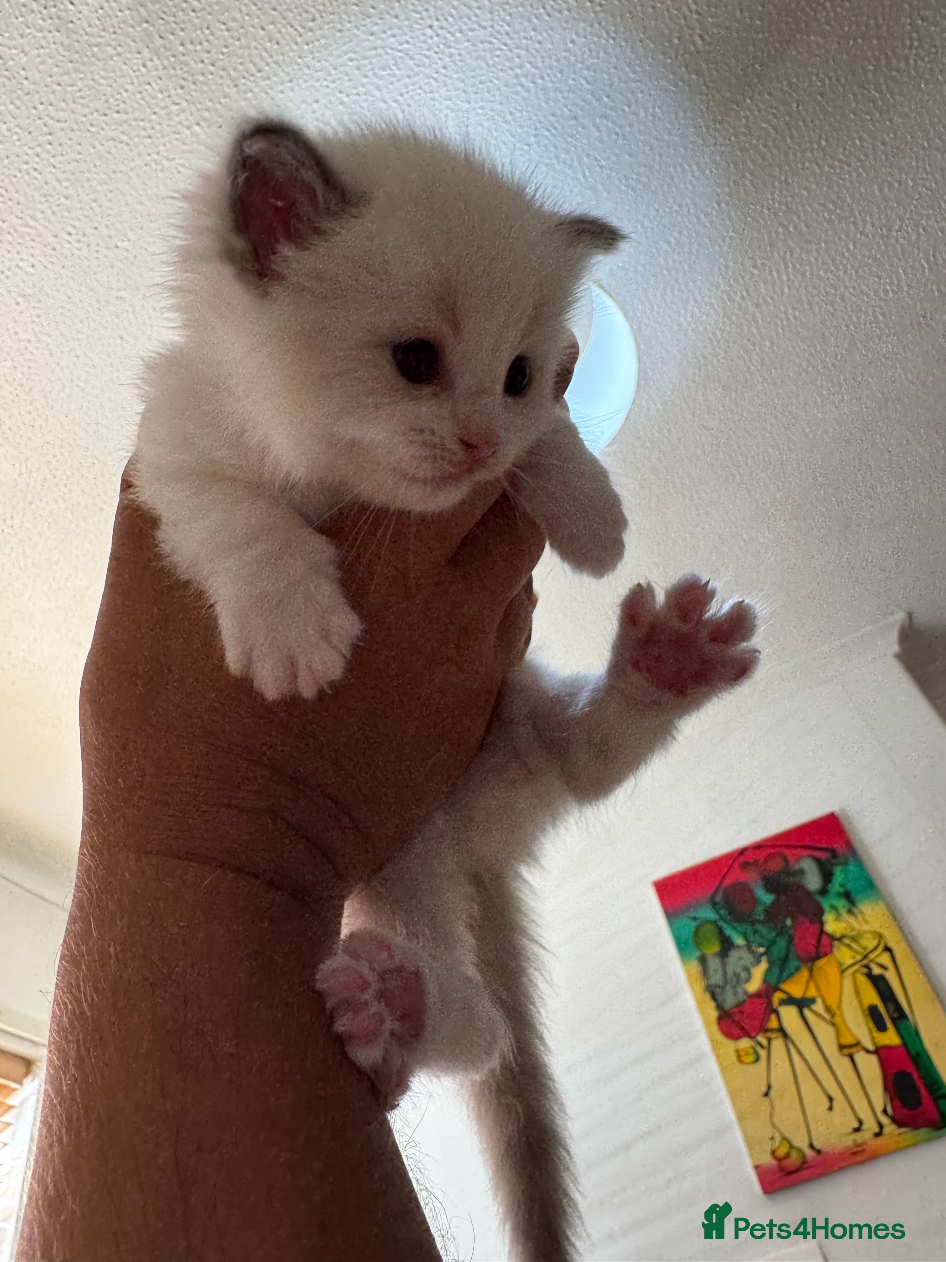 Ragdoll cats Gorgeous Pedigree Ragdoll Kittens  - Advert 2