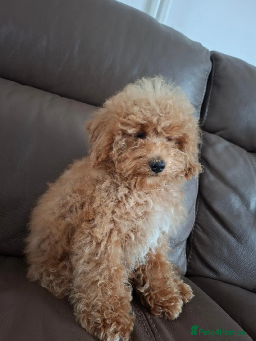 Schnoodle dogs for sale: Schnoodle pup - Advert 2