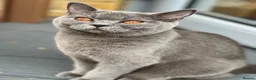 British Shorthair cats for sale: Beautiful British Shorthair Kittens - Advert 2