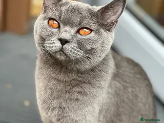 British Shorthair cats Beautiful British Shorthair Kittens - Advert 4
