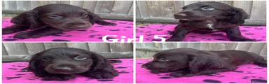 Cocker Spaniel 9