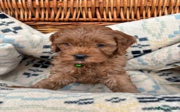 Cockapoo dogs for sale: ❤️ Tiny Deep Red Miniature F1b Cockapoo Pup's  - Image 18