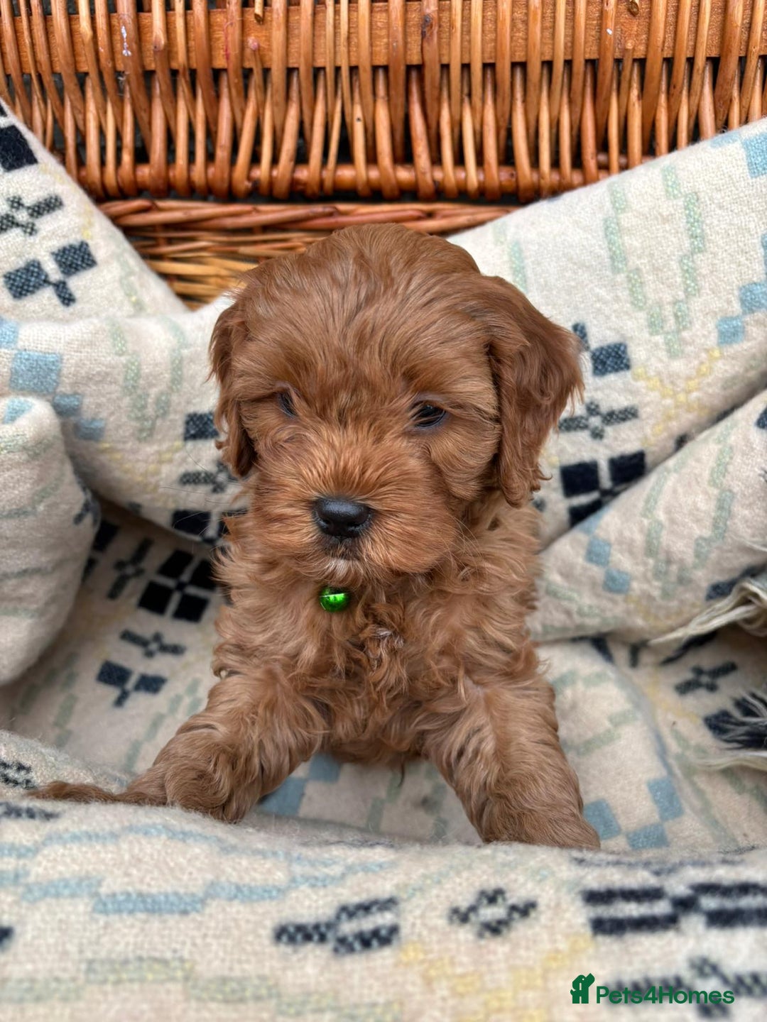 Cockapoo dogs for sale: ❤️ Tiny Deep Red Miniature F1b Cockapoo Pup's  - Image 18